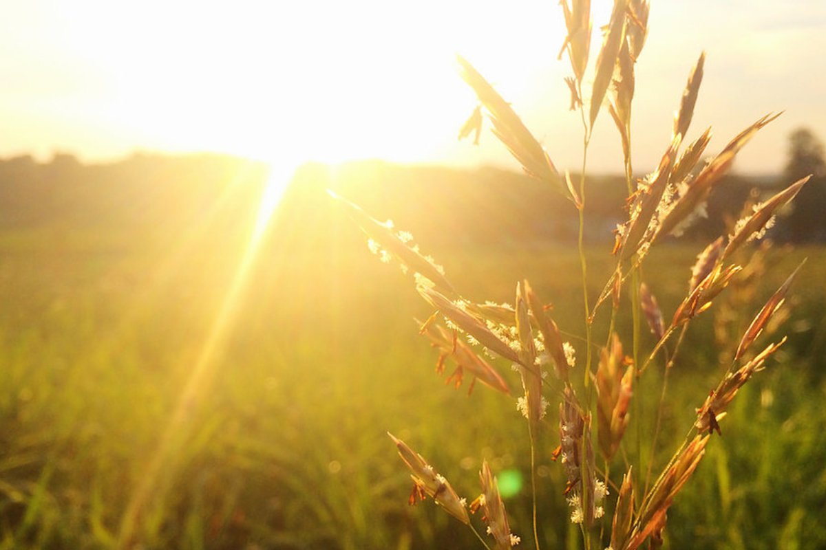 photograph of grasses with the setting sun in the background
