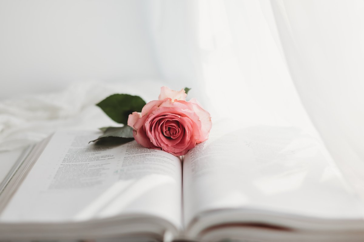 photograph of a pink rose on a white book