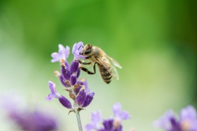 Honey bee on flower  Honeybee on Lavender ajma_pl